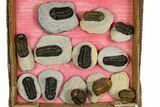 Bargain Austerops & Morocops Trilobite Fossils - 2 to 3" - Photo 2